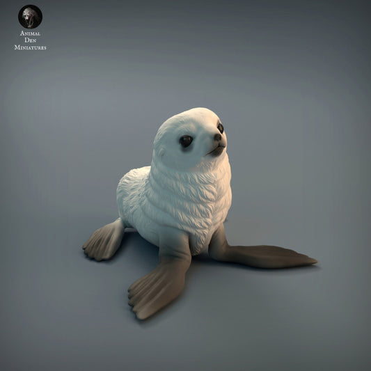 Seal Pup
