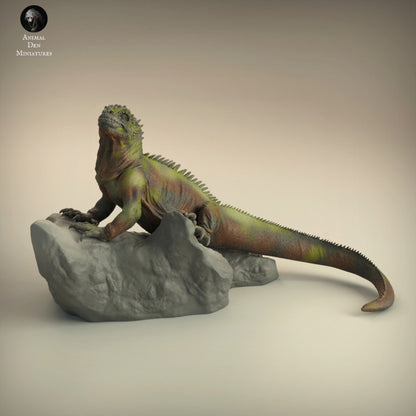 Marine Iguana