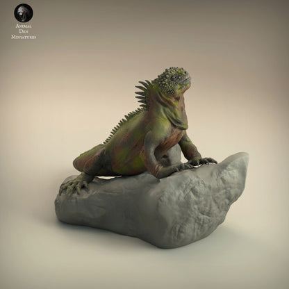 Marine Iguana