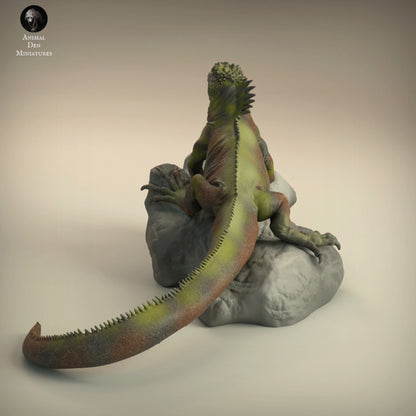 Marine Iguana
