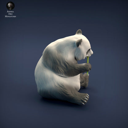 Giant Panda