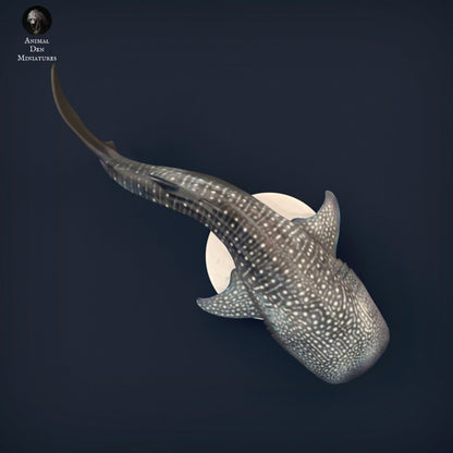 Whale Shark