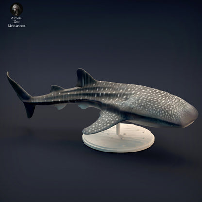 Whale Shark