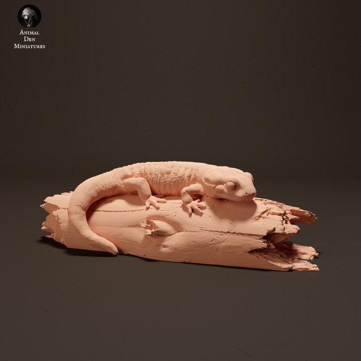 Fire Salamander