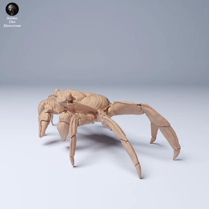 Sally Lightfoot Crab