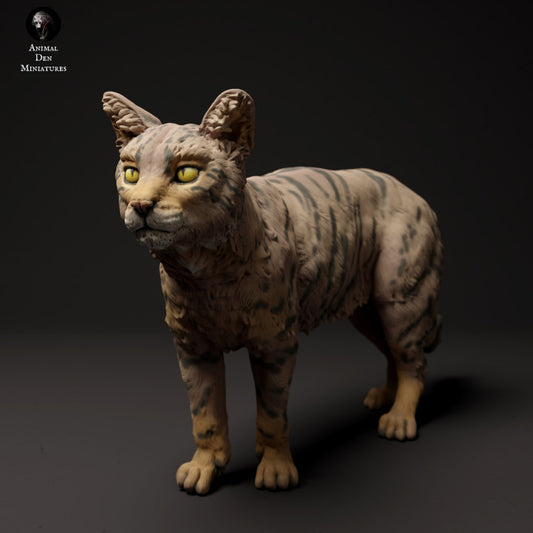 Scottish Wildcat