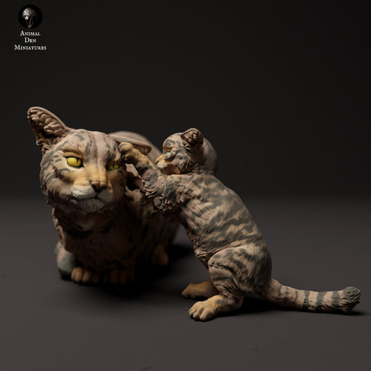 Scottish Wildcat with Kitten Playing