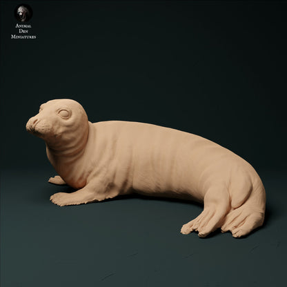 Grey Seal Female
