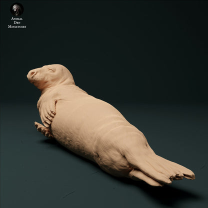 Grey Seal Male