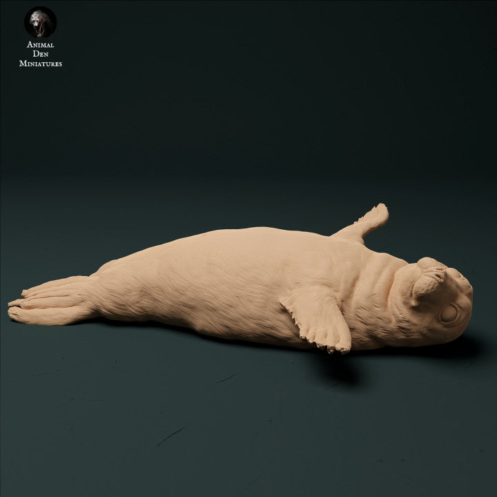 Grey Seal Pup