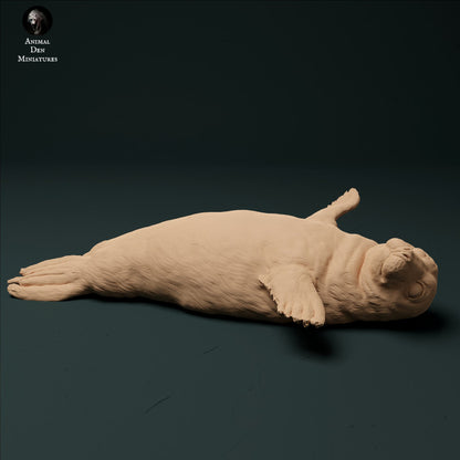 Grey Seal Pup