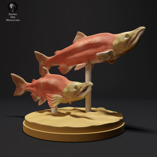 Sockeye Salmon