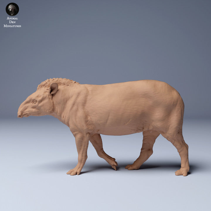 Brazilian tapir (Tapirus terrestris) Male Walking