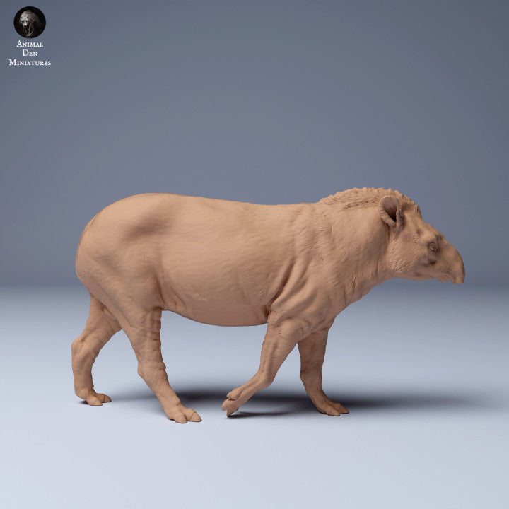 Brazilian tapir (Tapirus terrestris) Male Walking