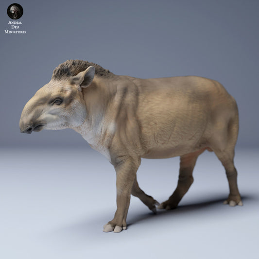 Brazilian tapir (Tapirus terrestris) Male Walking