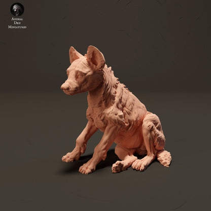 Spotted Hyena Pup