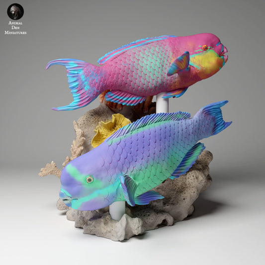 Steephead Parrotfish