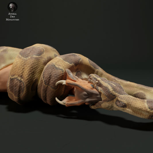Burmese Python eating a Muntjac Deer
