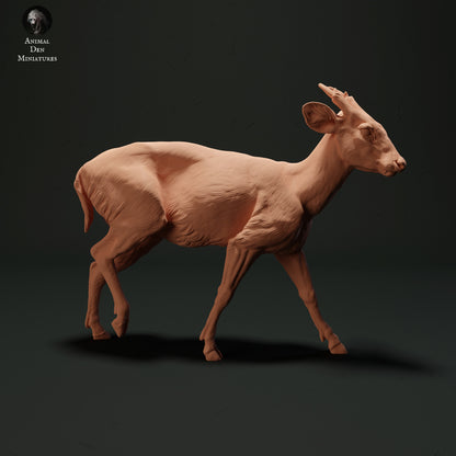 Muntjac Deer