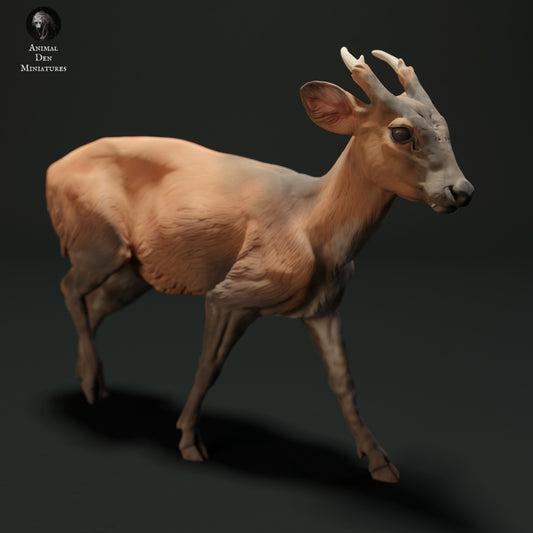 Muntjac Deer