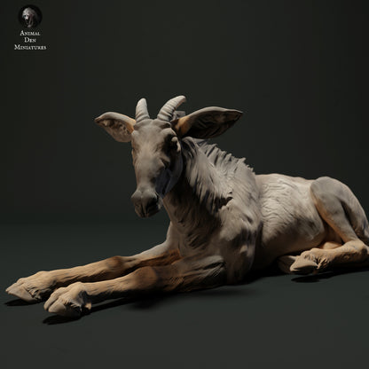 Sumatran Serow Lying Down