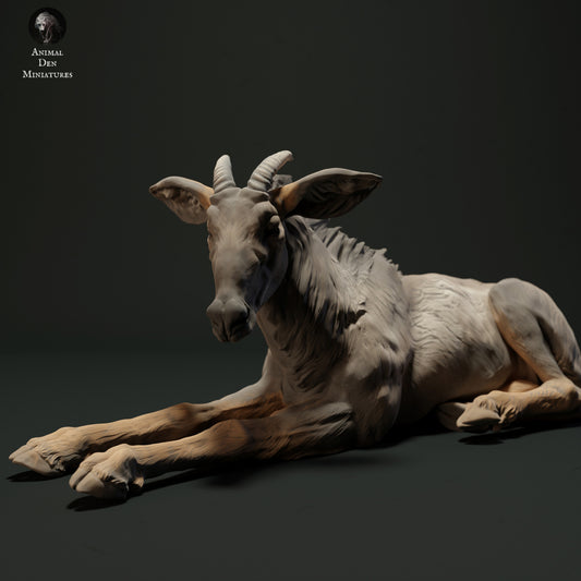Sumatran Serow Lying Down